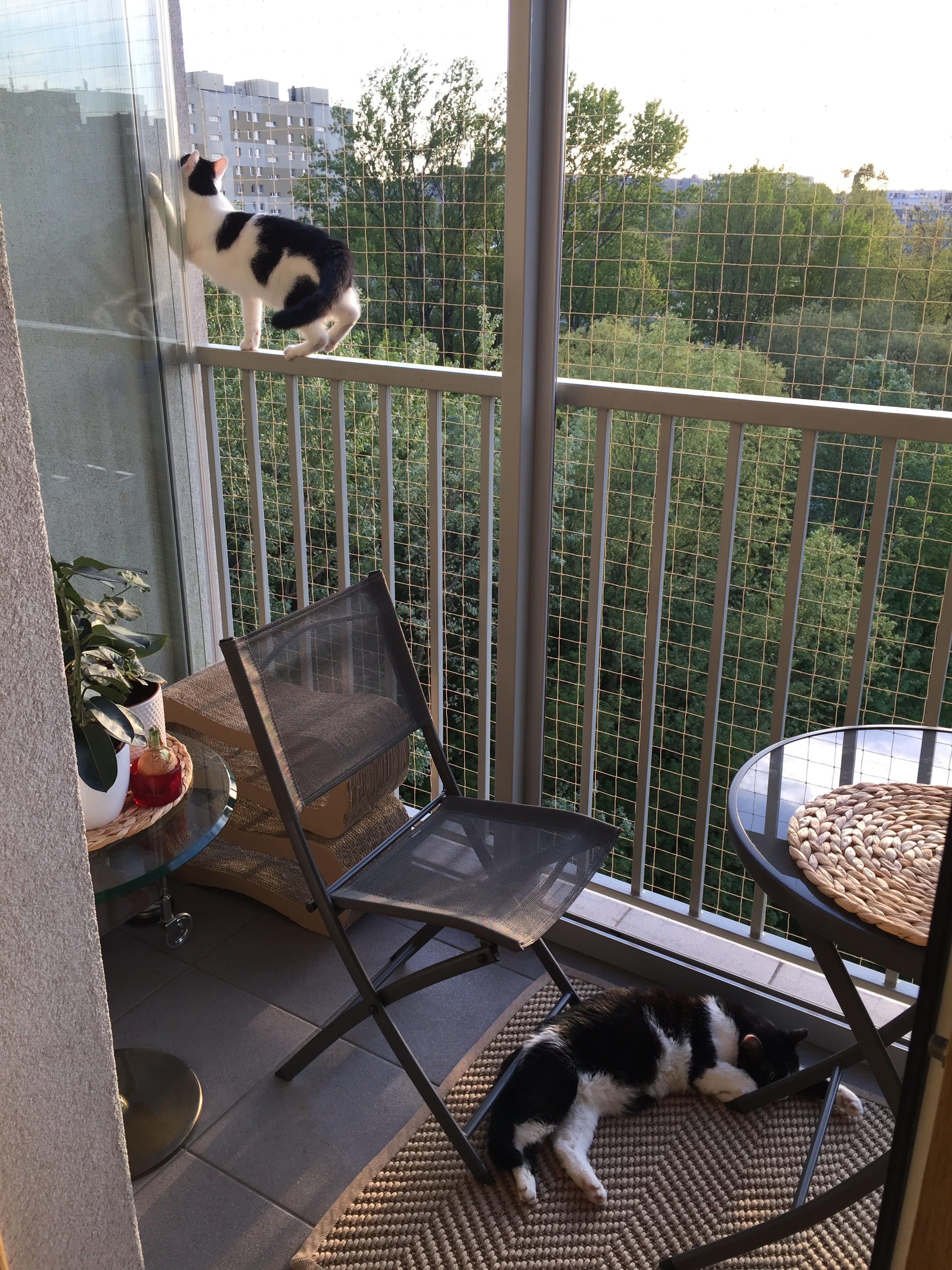 Zestaw 4x2m bez wiercenia z siatka na balkon dla kota. Kocia siatka balkonowa oczko 50x50mm. 