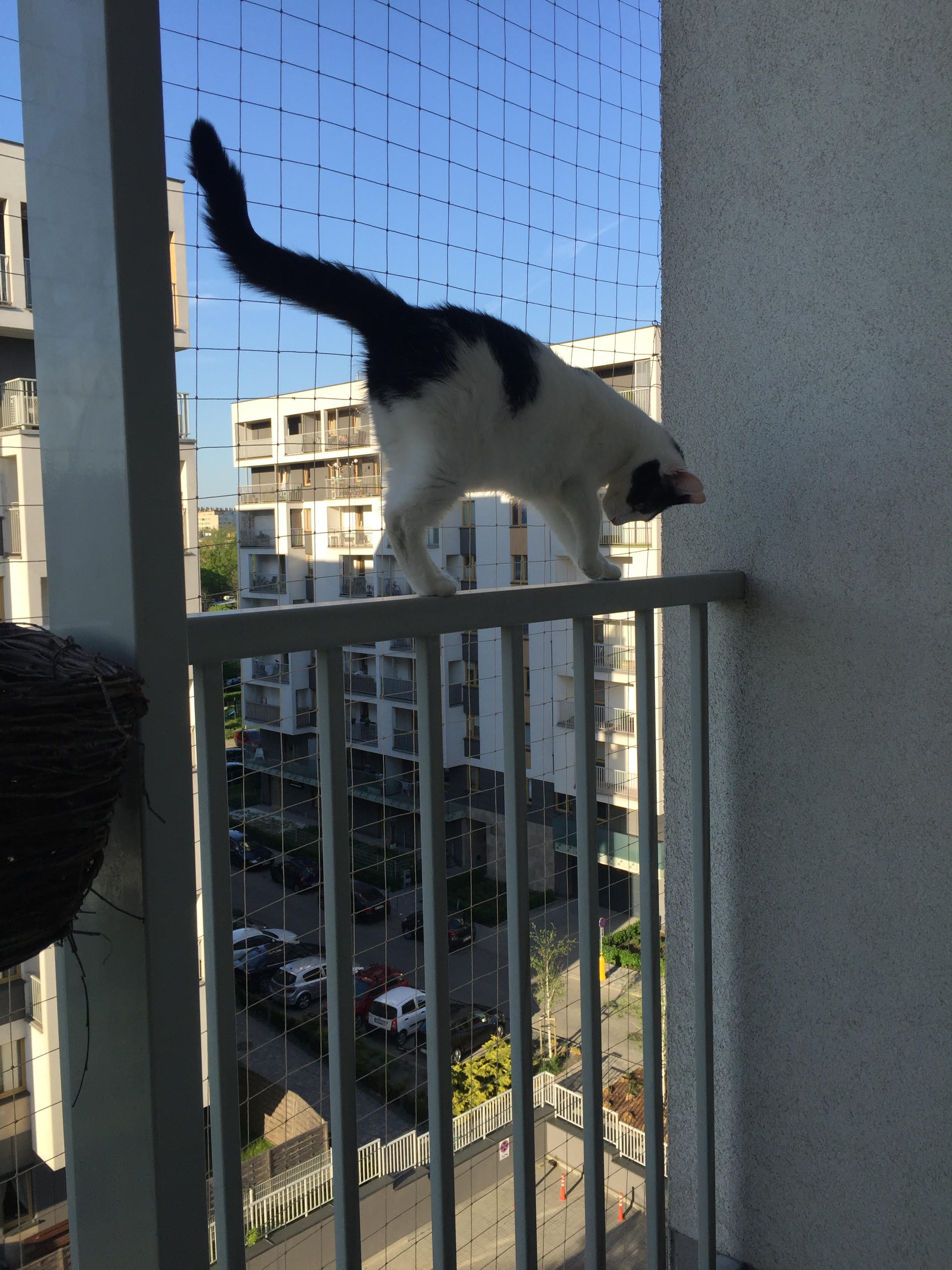 Zestaw 8x2m bez wiercenia z siatka na balkon dla kota. Kocia siatka balkonowa oczko 50x50mm. 