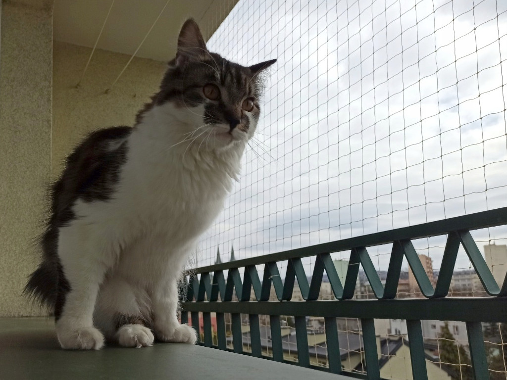 siatka zabezpieczająca dla kota light z drucikiem na balkon