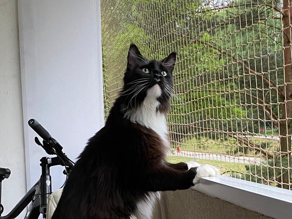 siatka balkonowa dla kota